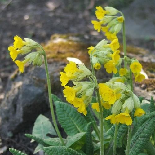 Primula veris - Future Forests