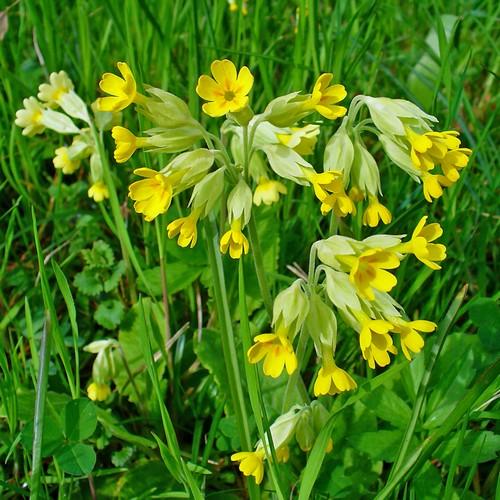 Primula veris - Future Forests