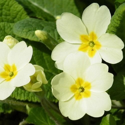 Primula vulgaris AGM - Future Forests