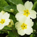 Primula vulgaris - Primrose Pot | 9cm