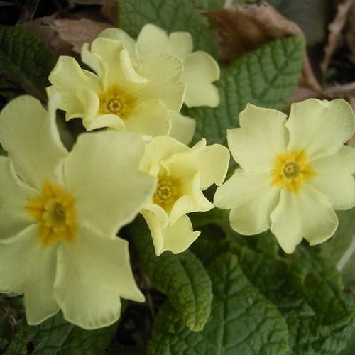 Primula vulgaris AGM - Future Forests