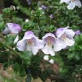 Prostanthera cuneata