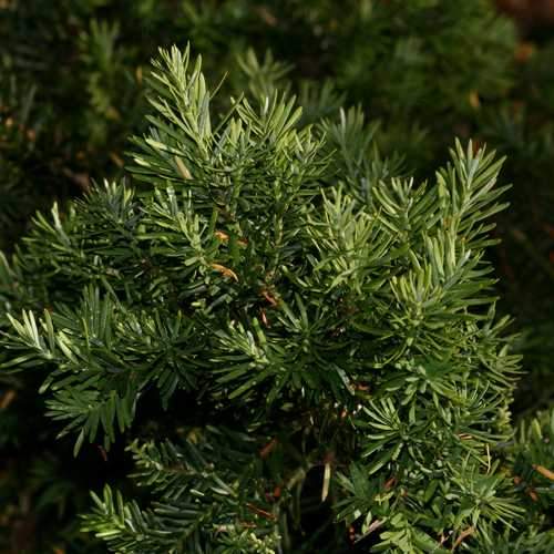 Prumnopitys andina - Chilean plum yew - Future Forests