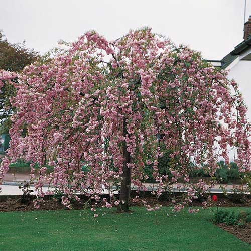 Prunus Kiku-Shidare-Sakura