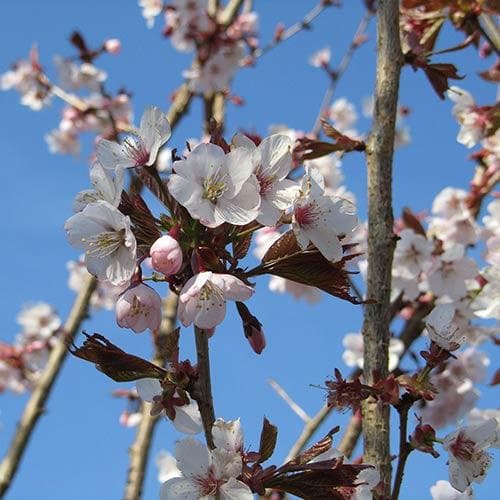 Prunus Spire