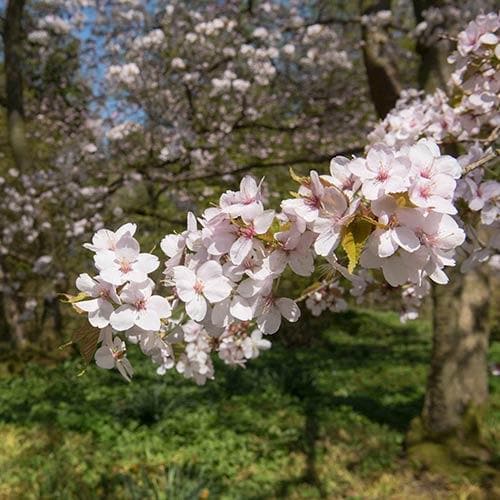 Prunus Spire