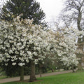 Prunus serrulata Tai Haku - Great White Cherry