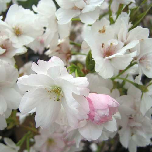 Prunus Amanogawa - Flagpole Cherry - Future Forests