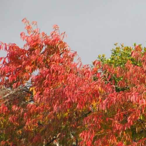 Prunus x subhirtella Autumnalis Rosea - Future Forests