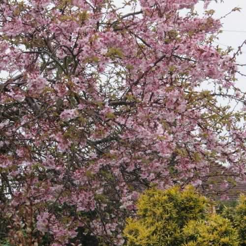 Prunus x subhirtella Autumnalis Rosea - Future Forests