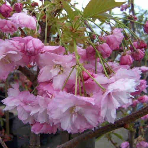 Prunus Pink Perfection