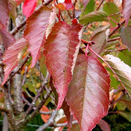 Prunus Pink Perfection