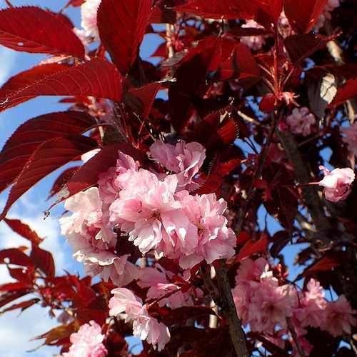 Prunus Royal Burgundy - Future Forests