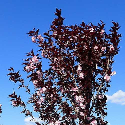 Prunus Royal Burgundy - Future Forests