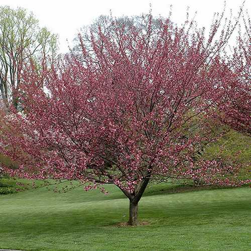 Prunus Royal Burgundy - Future Forests