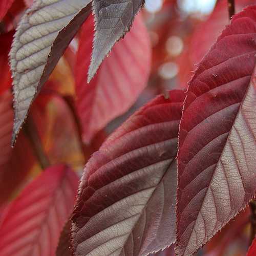 Prunus Royal Burgundy - Future Forests