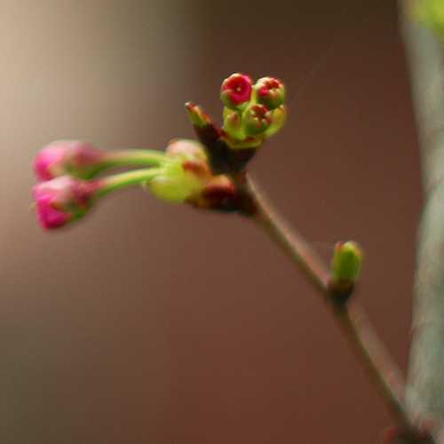 Prunus Shirofugen - Future Forests