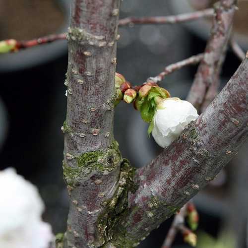 Prunus Shirotae - Future Forests