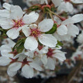 Prunus Snow Showers - Future Forests