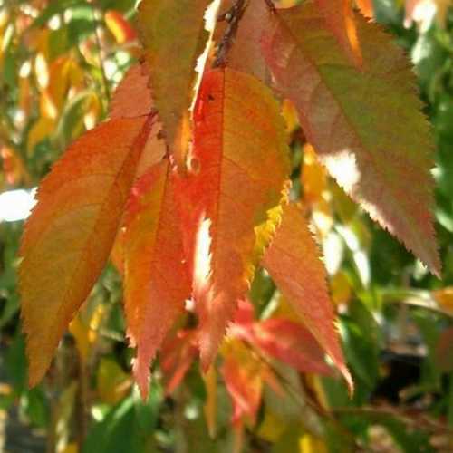 Prunus Snow Showers - Future Forests