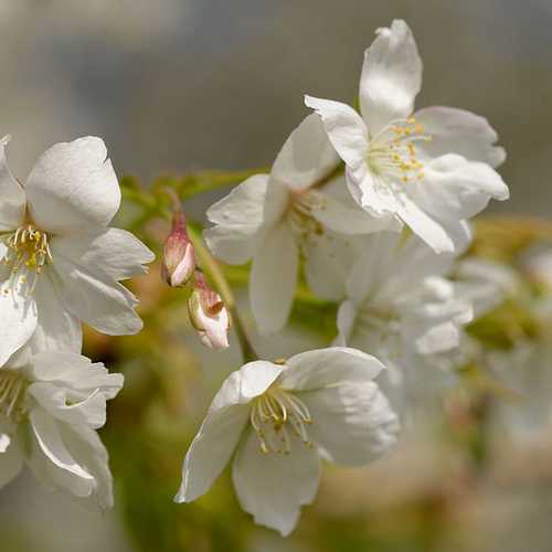 Prunus serrulata Tai Haku - Great White Cherry