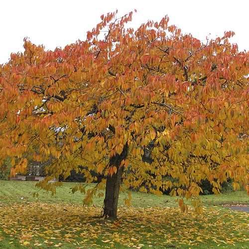 Prunus serrulata Tai Haku - Great White Cherry - Future Forests