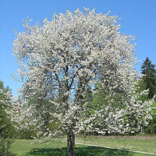 Prunus avium - Wild Cherry Bareroot | 3-4ft / N/A