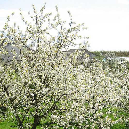 Prunus avium - Wild Cherry - Future Forests