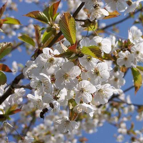 Prunus avium - Wild Cherry - Future Forests