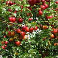 Prunus cerasiferia Myrobalan - Cherry Plum Bareroot | 2-3ft / Not provided