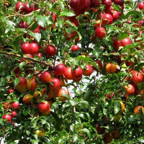 Prunus cerasiferia Myrobalan - Cherry Plum Bareroot | 2-3ft / Not provided