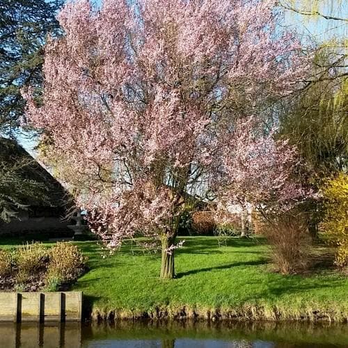 Prunus cerasiferia Myrobalan - Cherry Plum - Future Forests