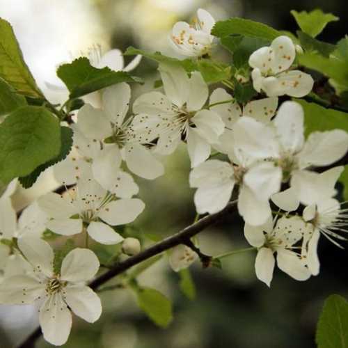 Prunus cerasiferia Myrobalan - Cherry Plum - Future Forests