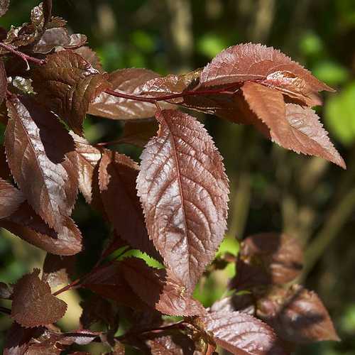 Prunus cerasifera Nigra - Purple Leaf Plum - Future Forests