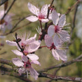 Prunus cerasifera Nigra - Purple Leaf Plum - Future Forests