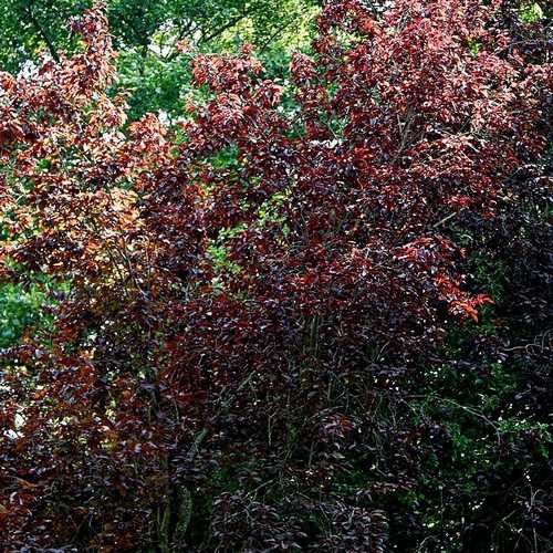 Prunus cerasifera Pissardii - Purple Plum - Future Forests