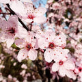 Prunus cerasifera Pissardii - Purple Plum Bareroot | 3-4ft