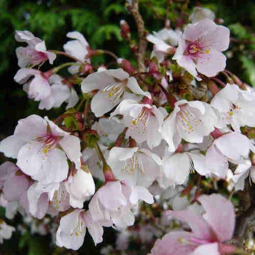 Prunus incisa Kojo-no-mai