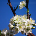 Prunus insititia - Bullace Bareroot | 1-2ft