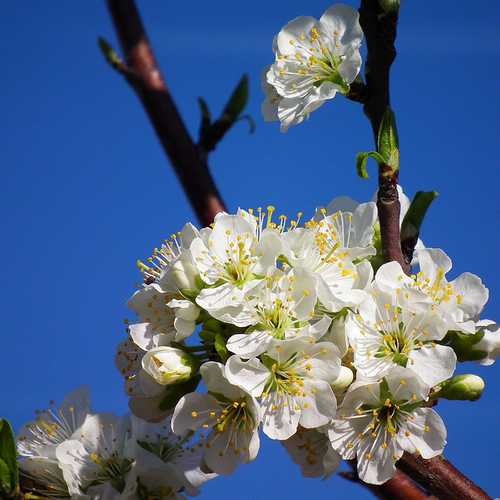 Prunus insititia - Bullace Bareroot | 2-3ft