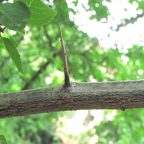 Prunus insititia - Bullace - Future Forests