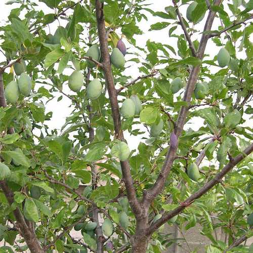 Prunus insititia - Bullace - Future Forests