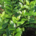 Prunus laurocerasus Novita- Cherry laurel