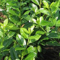 Prunus laurocerasus rotundifolia  Novita - Cherry laurel Bareroot | 1ft