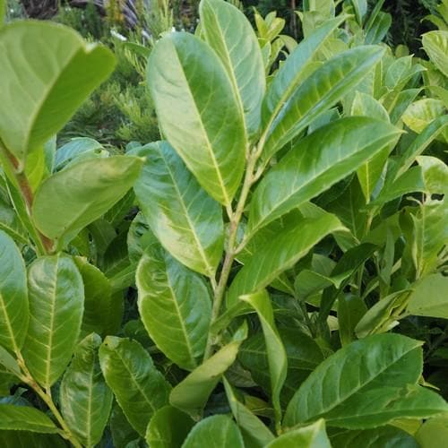 Prunus laurocerasus Rotundifolia - Cherry Laurel - Future Forests