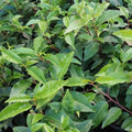 Prunus lusitanica - Portugal Laurel 3-4ft Bareroot