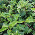 Prunus lusitanica - Portugal Laurel Bareroot | 2-3ft / Not provided / Collection/oversize delivery required