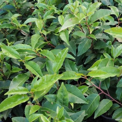 Prunus lusitanica - Portugal Laurel Bareroot | 2-3ft / Not provided / Collection/oversize delivery required
