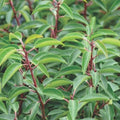 Prunus lusitanica Angustifolia AGM - Portugal Laurel Bareroot | 1ft+ / N/A / N/A