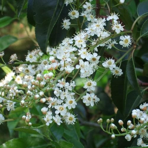 Prunus lusitanica Angustifolia AGM - Portugal Laurel - Future Forests